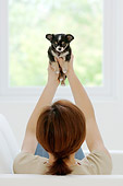 PUP 27 YT0004 01
Chihuahua Puppy Held Up By Woman Sitting On Couch