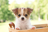 PUP 27 YT0009 01
Chihuahua Puppy Standing And Peeking Out Of Wooden Box