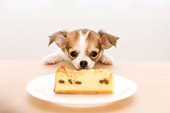 PUP 27 YT0012 01
Chihuahua Puppy Standing And Looking At Coffee Cake On Table