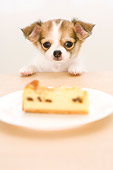PUP 27 YT0013 01
Chihuahua Puppy Standing And Looking At Coffee Cake On Table