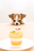 PUP 27 YT0014 01
Chihuahua Puppy Standing And Looking At Cupcake On Coffee Table