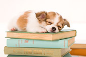 PUP 27 YT0019 01
Chihuahua Puppy Sleeping On Stack Of Books
