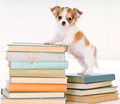 PUP 27 YT0020 01
Chihuahua Puppy Standing On Stack Of Books