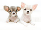 PUP 27 YT0022 01
Two Chihuahua Puppies Laying On White Cushion