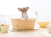 PUP 27 YT0025 01
Chihuahua Puppy Peeking Out Of Basket On Table