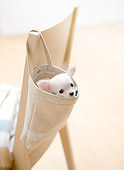 PUP 27 YT0026 01
Chihuahua Puppy Peeking Out Of Bag Hanging On Chair