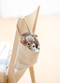 PUP 27 YT0027 01
Chihuahua Puppy Peeking Out Of Bag Hanging On Chair