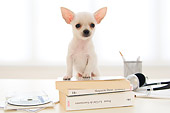 PUP 27 YT0030 01
Chihuahua Puppy Standing On Stack Of Books On Desk