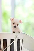 PUP 27 YT0031 01
Chihuahua Puppy Standing And Peeking Out Of Metal Bucket