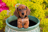 PUP 28 BK0002 01
Dachshund Puppy Sitting In Flower Pot In Garden
