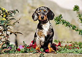 PUP 28 CB0001 01
Smooth Coat Dachshund Puppy Sitting In Garden
