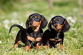 PUP 28 CB0002 01
Two Dachshund Puppies Standing In Grass