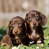 PUP 28 CB0004 01
Two Dachshund Puppies Sitting In Grass And Flowers