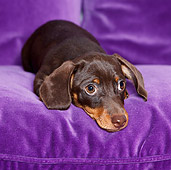 PUP 28 CB0005 01
Dachshund Puppy Laying On Purple Cushion