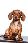 PUP 28 CB0006 01
Dachshund Puppy Sitting Against White Seamless