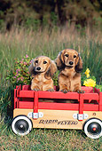PUP 28 CE0016 01
Long-Haired Dachshund Puppies Sitting In Wagon