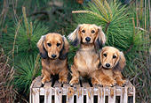 PUP 28 CE0017 01
Long-Haired Dachshund Puppies Sitting On Crate By Pine Tree