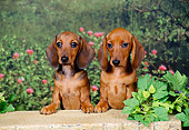 PUP 28 FA0001 01
Smooth Coat Dachshund Puppies Peeking Over Stone Wall