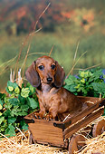 PUP 28 FA0002 01
Smooth Coat Dachshund Puppy Sitting In Wooden Wagon