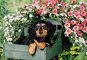 PUP 28 FA0004 01
Long Hair Dachshund Puppy Laying In Wooden Basket.
