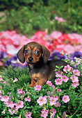PUP 28 FA0005 01
Smooth-Haired Dachshund Puppy Sitting In Garden