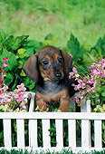 PUP 28 FA0006 01
Smooth-Haired Dachshund Puppy Sitting In Garden By White Fence