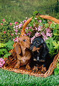 PUP 28 FA0007 01
Smooth-Haired Dachshund Puppies Sitting In Wicker Basket In Garden