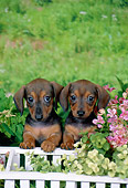 PUP 28 FA0008 01
Smooth-Haired Dachshund Puppies Sitting In Garden By White Fence