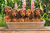 PUP 28 JE0001 01
Five Dachshund Puppies Sitting In Wooden Planter
