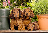 PUP 28 JE0002 01
Dachshund Puppies Sitting In Garden