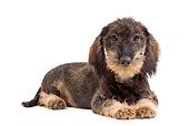 PUP 28 JE0007 01
Wirehaired Dachshund Puppy Laying On White Seamless