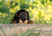 PUP 28 KH0005 01
Wirehaired Teckel Dachshund Puppy Leaning Over Log