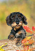 PUP 28 KH0006 01
Wirehaired Teckel Dachshund Puppy Leaning Over Log