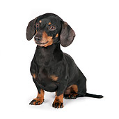 PUP 28 RK0013 01
Dachshund Puppy Sitting On White Seamless Studio