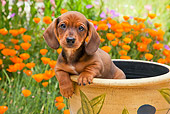 PUP 28 RK0015 01
Dachshund Puppy Sitting In Flower Pot In Garden