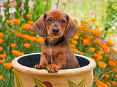 PUP 28 RK0016 01
Dachshund Puppy Sitting In Flower Pot In Garden
