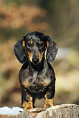 PUP 28 SS0003 01
Dachshund Puppy Standing On Tree Stump In Winter