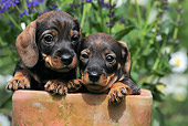 PUP 28 SS0005 01
Two Wire-Haired Dachshund Puppies Sitting In Flower Pot
