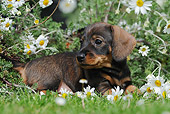 PUP 28 SS0006 01
Wire-Haired Dachshund Puppy Laying In Spring Meadow
