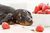 PUP 28 YT0015 01
Miniature Dachshund Puppy Laying By Bowl Of Strawberries