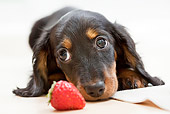 PUP 28 YT0016 01
Close-Up Of Miniature Dachshund Puppy Laying By Strawberry