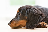 PUP 28 YT0017 01
Close-Up Of Miniature Dachshund Puppy Resting