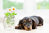 PUP 28 YT0018 01
Miniature Dachshund Puppy Laying By Vase Of Daisies