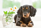 PUP 28 YT0019 01
Miniature Dachshund Puppy Laying By Vase Of Daisies
