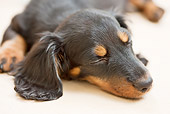 PUP 28 YT0020 01
Close-Up Of Miniature Dachshund Puppy Sleeping