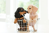 PUP 28 YT0021 01
Miniature Dachshund Puppies Kissing In Wire Basket