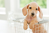 PUP 28 YT0022 01
Miniature Dachshund Puppy Sitting In Wire Basket