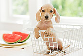 PUP 28 YT0023 01
Miniature Dachshund Puppy Sitting In Wire Basket By Watermelon
