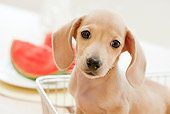PUP 28 YT0024 01
Close-Up Of Miniature Dachshund Puppy Sitting In Wire Basket By Watermelon