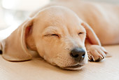 PUP 28 YT0027 01
Close-Up Of Miniature Dachshund Puppy Sleeping